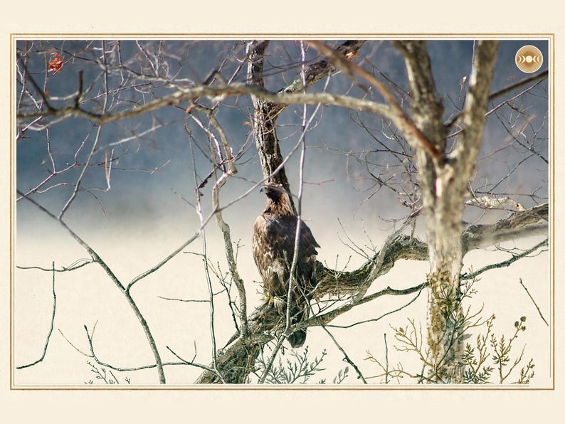 May include: A brown eagle perched on a bare tree branch, viewed from behind with its head turned to the left. The scene features thin, leafless branches against a light, hazy background, with a small circular logo in the top right corner.