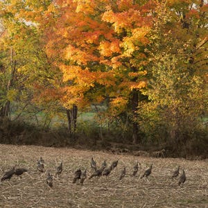 K&ouml;nnte beinhalten: Eine Gruppe wilder Truth&auml;hne sucht auf einem abgeernteten Feld mit trockenen, braunen Stoppeln nach Futter. Im Hintergrund zeigt eine dichte Baumreihe leuchtendes Herbstlaub in Gelb-, Orange- und Rott&ouml;nen bei weichem Tageslicht.