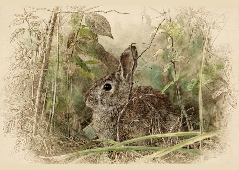 May include: A brown rabbit with dark eyes sits amidst tall green grass and thin branches. The artwork features a detailed sketch-like style with soft watercolor tones, depicting the animal in a natural, foliage-filled environment.