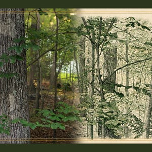 May include: A composite image featuring a photograph of a textured tree trunk with green leaves on the left and a detailed botanical illustration of a forest scene with ferns and trees on the right, framed by a thin gold border.