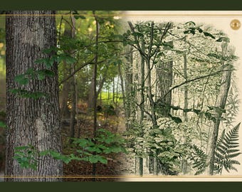 May include: A composite image featuring a photograph of a textured tree trunk with green leaves on the left and a detailed botanical illustration of a forest scene with ferns and trees on the right, framed by a thin gold border.