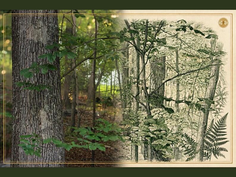 May include: A composite image featuring a photograph of a textured tree trunk with green leaves on the left and a detailed botanical illustration of a forest scene with ferns and trees on the right, framed by a thin gold border.