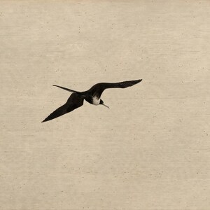 Vogel-Wandbild-Set (6-teilig) | Harpyienadler-Gravurdrucke, Vintage-Galerie-Wanddeko | Druckbare Wandkunst zum digitalen Download Bild 6
