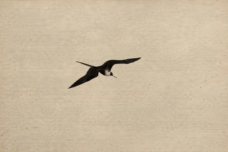 Vogel-Wandbild-Set (6-teilig) | Harpyienadler-Gravurdrucke, Vintage-Galerie-Wanddeko | Druckbare Wandkunst zum digitalen Download Bild 6