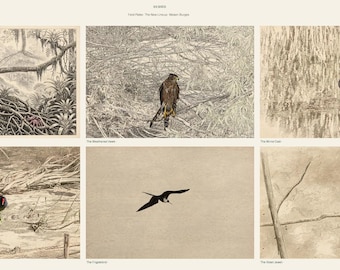 Bird Wall Art Set of 6 | Harpy Eagle Engraving Prints, Vintage Gallery Wall Decor | Printable Wall Art Digital Download