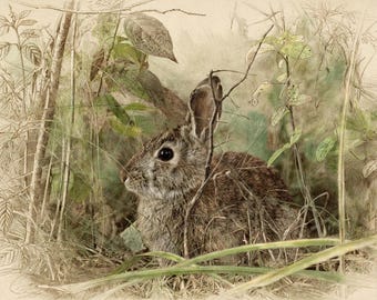 Könnte beinhalten: Eine detaillierte Illustration eines braunen Kaninchens mit dunklen Augen, das zwischen hohem Gras und dünnen Zweigen sitzt. Das Kunstwerk zeigt eine Mischung aus skizzenhaften Umrissen und weichen Aquarelltexturen in gedeckten Erdtönen.