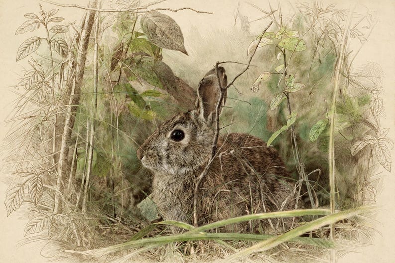K&ouml;nnte beinhalten: Eine detaillierte Illustration eines braunen Kaninchens mit dunklen Augen, das zwischen hohem Gras und d&uuml;nnen Zweigen sitzt. Das Kunstwerk zeigt eine Mischung aus skizzenhaften Umrissen und weichen Aquarelltexturen in gedeckten Erdt&ouml;nen.