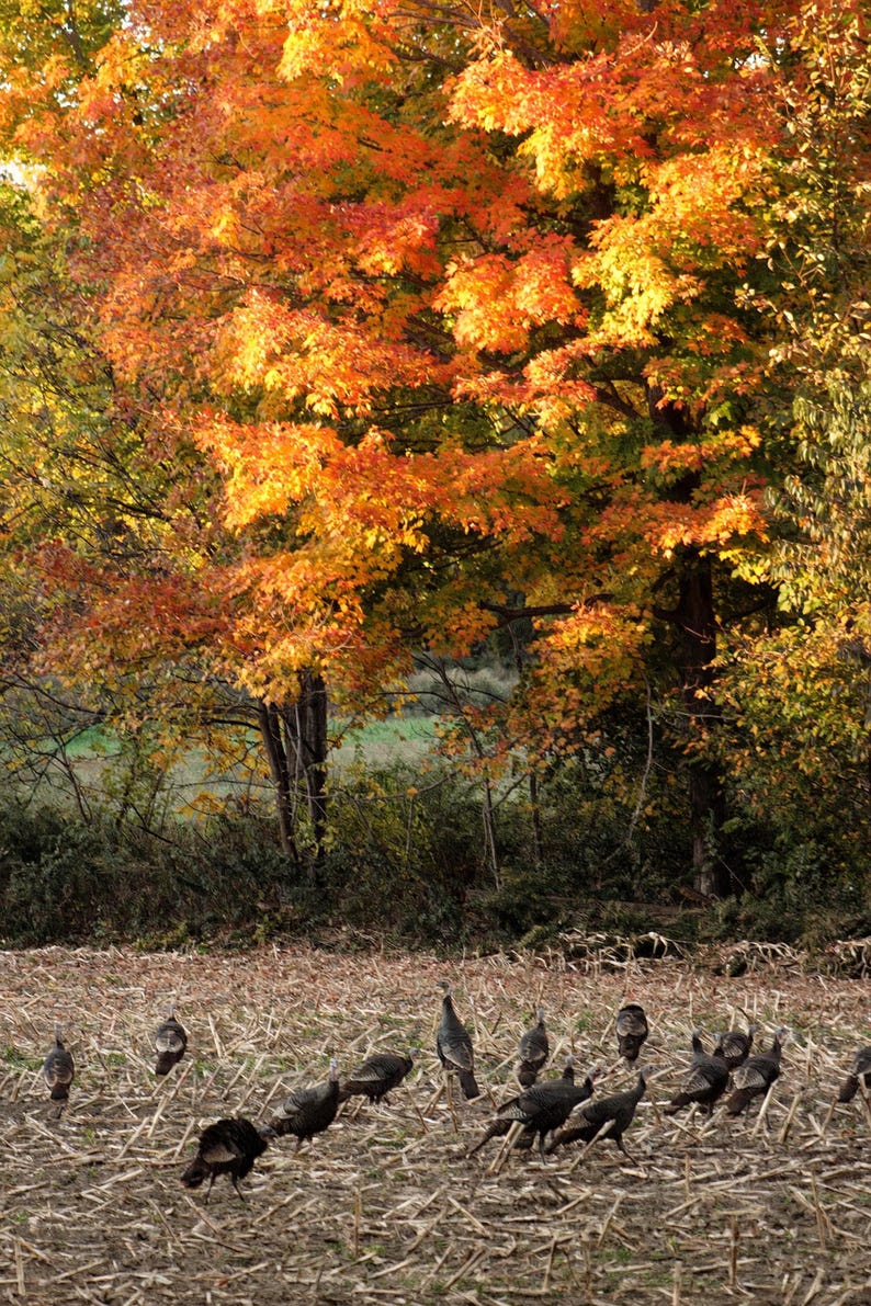 May include: A flock of wild turkeys foraging in a harvested field with dry stalks, set against a backdrop of large deciduous trees displaying vibrant autumn foliage in shades of orange, yellow, and red under natural sunlight.