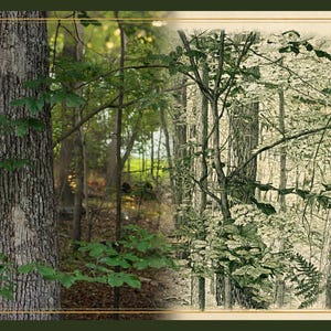 May include: A composite image featuring a realistic photograph of a textured tree trunk on the left and a detailed black and white botanical line drawing of a forest scene with ferns and foliage on the right, framed by a thin gold border.