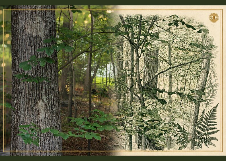 May include: A composite image featuring a realistic photograph of a textured tree trunk on the left and a detailed black and white botanical line drawing of a forest scene with ferns and foliage on the right, framed by a thin gold border.