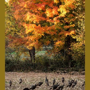 May include: A flock of wild turkeys foraging in a harvested field with dry corn stalks, set against a backdrop of tall trees displaying vibrant autumn foliage in shades of bright orange, yellow, and deep red under natural daylight.