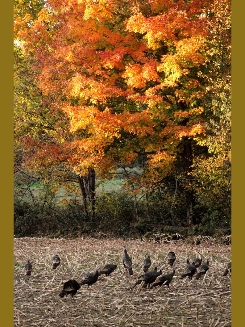 May include: A flock of wild turkeys foraging in a harvested field with dry corn stalks, set against a backdrop of tall trees displaying vibrant autumn foliage in shades of bright orange, yellow, and deep red under natural daylight.