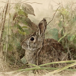 May include: A brown and gray rabbit sits amidst tall green grass and thin branches. The illustration features a detailed, textured fur pattern on the rabbit, with soft green foliage and sketched lines surrounding the animal in a natural setting.