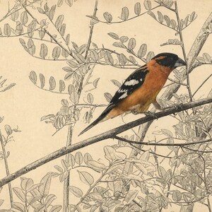 May include: A detailed illustration of a bird with a black head, orange chest, and black and white wings perched on a branch. The background features a fine-line ink drawing of leafy tree branches on a light beige, textured paper surface.