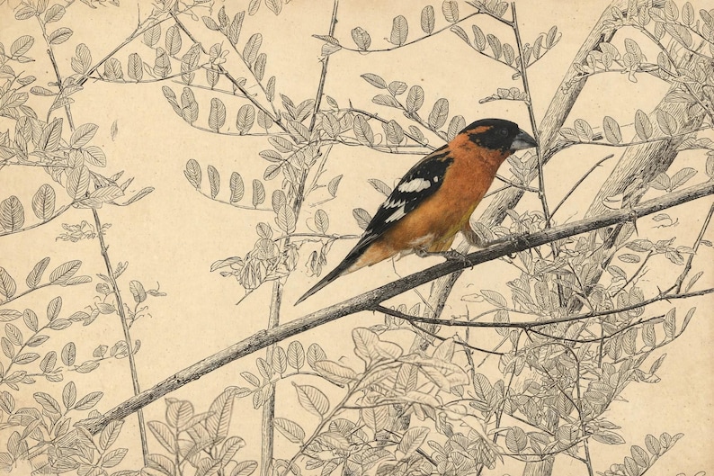 May include: A detailed illustration of a bird with a black head, orange chest, and black and white wings perched on a branch. The background features a fine-line ink drawing of leafy tree branches on a light beige, textured paper surface.