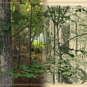 May include: A composite image featuring a photograph of a textured tree trunk on the left and a detailed botanical illustration of a forest scene with ferns and trees on the right, framed by a thin gold border with a small circular logo.
