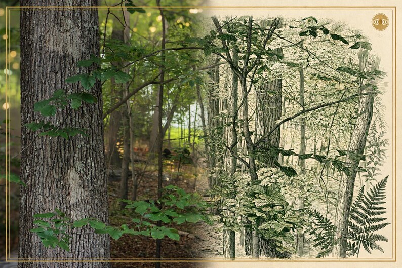 May include: A composite image featuring a photograph of a textured tree trunk on the left and a detailed botanical illustration of a forest scene with ferns and trees on the right, framed by a thin gold border with a small circular logo.