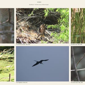 Bird Photography Set of 6 | Harpy Eagle & Hawk Wildlife Photographs, Untouched Originals | Printable Wall Art Digital Download image 1