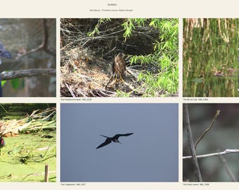 Bird Photography Set of 6 | Harpy Eagle & Hawk Wildlife Photographs, Untouched Originals | Printable Wall Art Digital Download