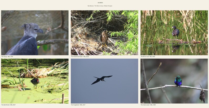 Bird Photography Set of 6 | Harpy Eagle & Hawk Wildlife Photographs, Untouched Originals | Printable Wall Art Digital Download image 1