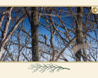 May include: A photograph of a brown owl perched on a bare tree branch against a bright blue sky, framed by dark, leafless tree trunks and branches. Below the framed image is a small, detailed green illustration of a coniferous twig.