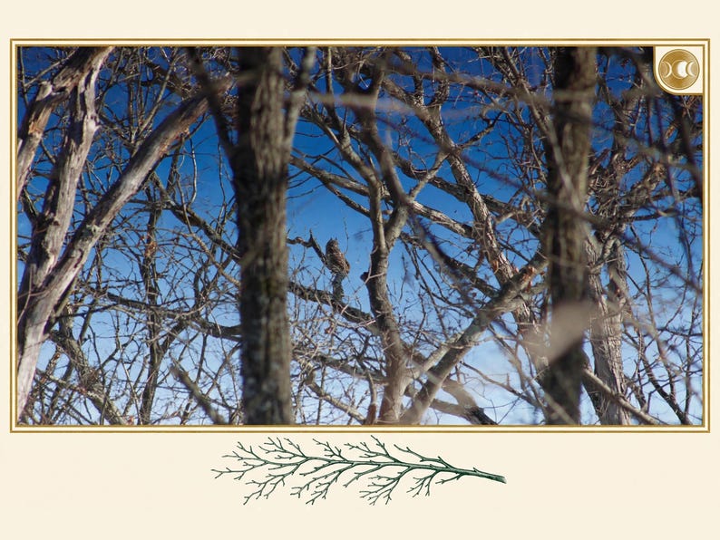 May include: A photograph of a brown owl perched on a bare tree branch against a bright blue sky, framed by dark, leafless tree trunks and branches. Below the framed image is a small, detailed green illustration of a coniferous twig.