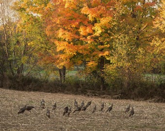 May include: A flock of wild turkeys foraging in a harvested field with dry, brown stalks. In the background, a dense line of trees displays vibrant autumn foliage in shades of yellow, orange, and red under soft, natural daylight.