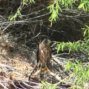 Bird Photography Set of 6 | Harpy Eagle & Hawk Wildlife Photographs, Untouched Originals | Printable Wall Art Digital Download image 3