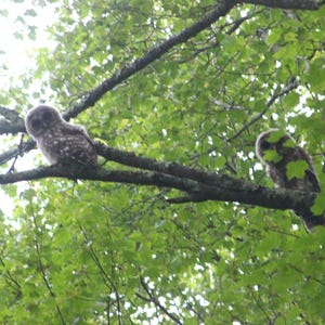 May include: Two small, fluffy brown and white owlets perched on a thick, mossy tree branch surrounded by dense green leaves. The young owls have round heads, large dark eyes, and mottled plumage, resting quietly within the canopy.