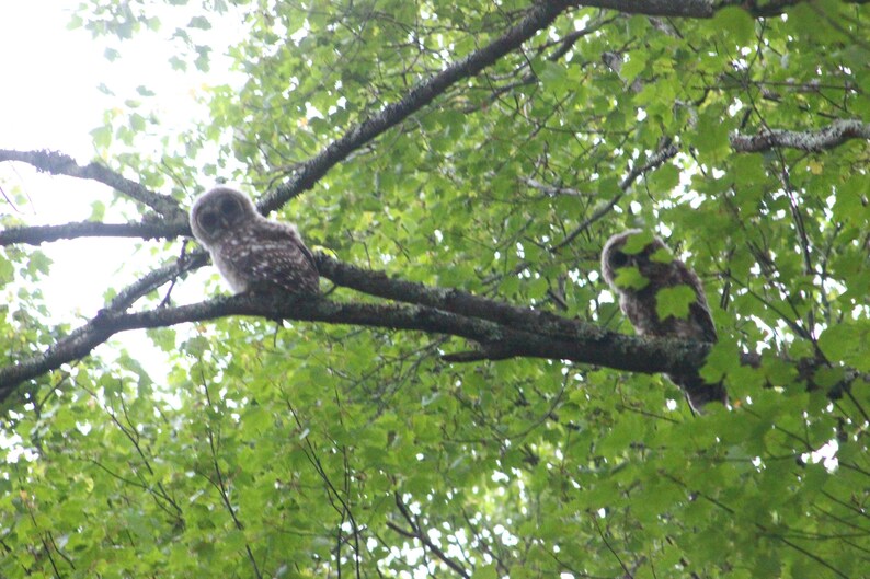 May include: Two small, fluffy brown and white owlets perched on a thick, mossy tree branch surrounded by dense green leaves. The young owls have round heads, large dark eyes, and mottled plumage, resting quietly within the canopy.