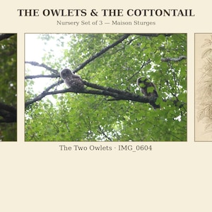 May include: A nursery set of three prints titled THE OWLETS & THE COTTONTAIL by Maison Sturges. The set includes The Owlet - IMG_0614, The Two Owlets - IMG_0604, and The Hidden Cottontail - Deposit 1, featuring owls on branches and a rabbit.