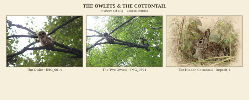 May include: A nursery set of three prints titled THE OWLETS & THE COTTONTAIL by Maison Sturges. The set includes The Owlet - IMG_0614, The Two Owlets - IMG_0604, and The Hidden Cottontail - Deposit 1, featuring owls on branches and a rabbit.