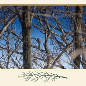 May include: A photograph of a great horned owl perched on a branch within a dense thicket of bare, brown trees against a bright blue sky. A small green illustration of a coniferous branch is centred below the main rectangular image.