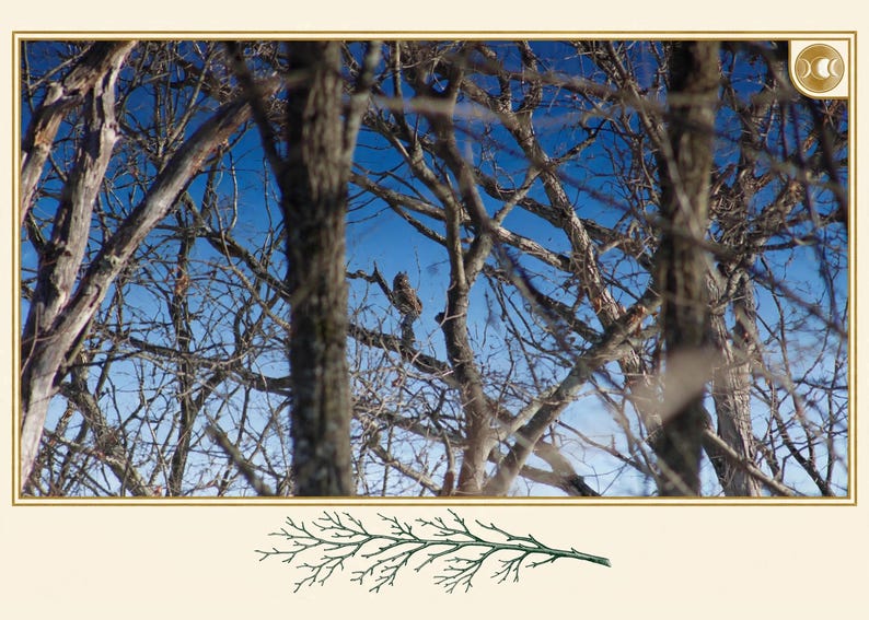 May include: A photograph of a great horned owl perched on a branch within a dense thicket of bare, brown trees against a bright blue sky. A small green illustration of a coniferous branch is centred below the main rectangular image.