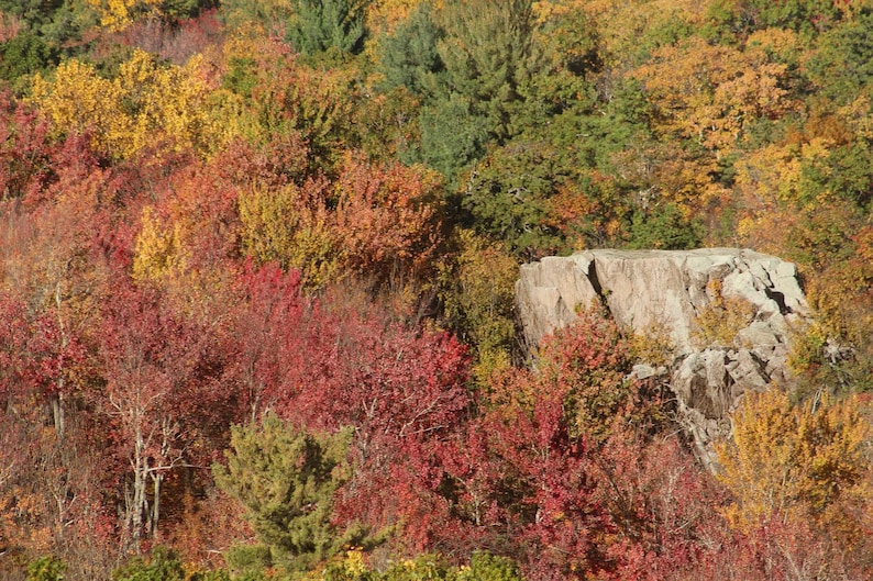 May include: A dense forest landscape during autumn, featuring a vibrant mix of red, orange, yellow, and green foliage. A large, light gray, jagged rock formation stands prominently among the colorful trees, contrasting with the surrounding leaves.