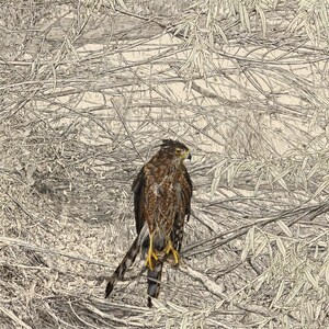 Vogel-Wandbild-Set (6-teilig) | Harpyienadler-Gravurdrucke, Vintage-Galerie-Wanddeko | Druckbare Wandkunst zum digitalen Download Bild 3