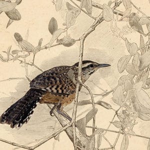 May include: A detailed ink and wash illustration of a small bird with brown, black, and white mottled feathers perched on a thin, leafless branch. The bird has a long, pointed beak and a striped head, surrounded by delicate line-drawn foliage.