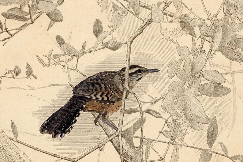 May include: A detailed ink and wash illustration of a small bird with brown, black, and white mottled feathers perched on a thin, leafless branch. The bird has a long, pointed beak and a striped head, surrounded by delicate line-drawn foliage.