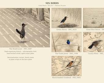 Könnte beinhalten: Ein Set aus sechs Feldtellern mit dem Titel SIX BIRDS von Maison Sturges. Die Kollektion zeigt sepiafarbene Illustrationen eines Roadrunners, eines Grünreihers, eines Kanadareihers, eines Veilchenjuwels, eines Kaktuszaunkönigs und eines Schwarzkopf-Kernbeißers.