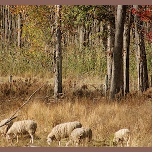 May include: A group of five sheep with thick, off-white wool grazing in a field of dry, golden-brown grass. The background features a dense forest with trees displaying autumn foliage in shades of green, yellow, and vibrant red.