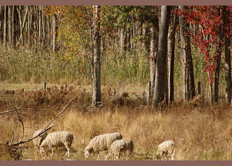 May include: A group of five sheep with thick, off-white wool grazing in a field of dry, golden-brown grass. The background features a dense forest with trees displaying autumn foliage in shades of green, yellow, and vibrant red.