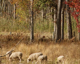 May include: A group of five off-white sheep grazing in a field of dry, golden-brown grass. The background features a dense forest with trees displaying autumn foliage in shades of green, yellow, orange, and vibrant red leaves.