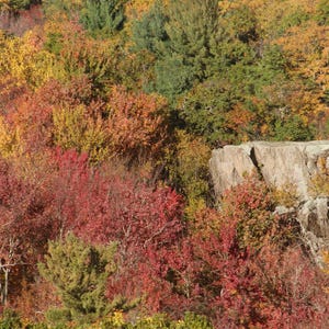 K&ouml;nnte beinhalten: Eine dichte Waldlandschaft im Herbst mit einer lebendigen Mischung aus rotem, orangem, gelbem und gr&uuml;nem Laub. Eine gro&szlig;e, hellgraue, zerkl&uuml;ftete Felsformation ragt markant aus den bunten B&auml;umen hervor und bildet einen Kontrast zum Laub.