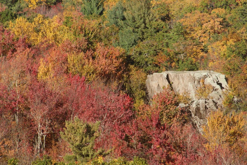K&ouml;nnte beinhalten: Eine dichte Waldlandschaft im Herbst mit einer lebendigen Mischung aus rotem, orangem, gelbem und gr&uuml;nem Laub. Eine gro&szlig;e, hellgraue, zerkl&uuml;ftete Felsformation ragt markant aus den bunten B&auml;umen hervor und bildet einen Kontrast zum Laub.