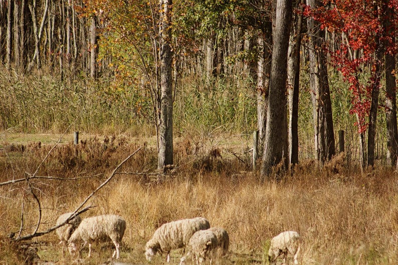 May include: A group of five off-white sheep grazing in a field of dry, golden-brown autumn grass. The background features a dense forest with trees displaying fall foliage in shades of green, yellow, and vibrant red under natural light.