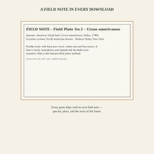 K&ouml;nnte beinhalten: Ein rechteckiges Dokument mit dem Titel A FIELD NOTE IN EVERY DOWNLOAD. Es enth&auml;lt ein Feld mit der Aufschrift FIELD NOTE - Field Plate No.1 - Ursus americanus, das den amerikanischen Schwarzb&auml;ren, seinen Standort in New York und eine Profilstudie beschreibt.