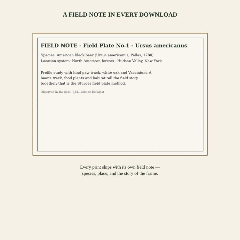 K&ouml;nnte beinhalten: Ein rechteckiges Dokument mit dem Titel A FIELD NOTE IN EVERY DOWNLOAD. Es enth&auml;lt ein Feld mit der Aufschrift FIELD NOTE - Field Plate No.1 - Ursus americanus, das den amerikanischen Schwarzb&auml;ren, seinen Standort in New York und eine Profilstudie beschreibt.