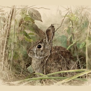 May include: A detailed illustration of a brown rabbit with dark eyes and long ears, positioned among green foliage and thin branches. The artwork features a blend of soft watercolor tones and fine line work, capturing the animal in a natural setting.