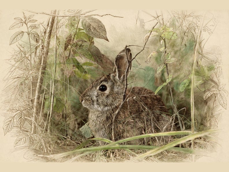 May include: A detailed illustration of a brown rabbit with dark eyes and long ears, positioned among green foliage and thin branches. The artwork features a blend of soft watercolor tones and fine line work, capturing the animal in a natural setting.