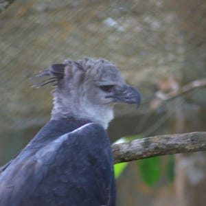 Bird Photography Set of 6 | Harpy Eagle & Hawk Wildlife Photographs, Untouched Originals | Printable Wall Art Digital Download image 2